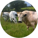 Stephie Trafford profile picture