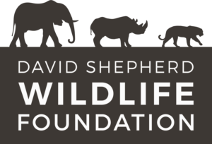 dswf-logo-1.png